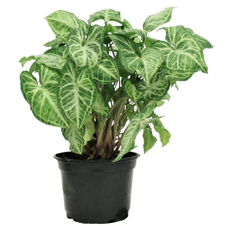 Syngonium podophyllum ( Arrowhead Plant / Goosefoot Plant )